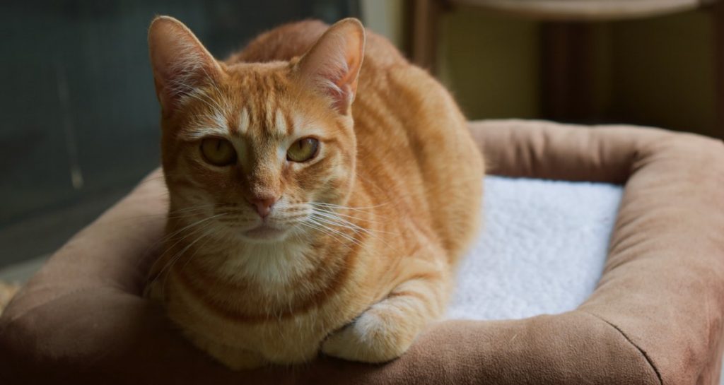 An orange tabby cat is sitting on a cushion