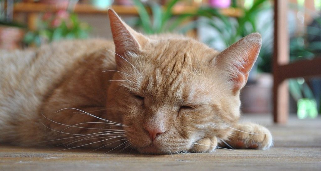 An orange tabby cat sleeping on a wooden floor