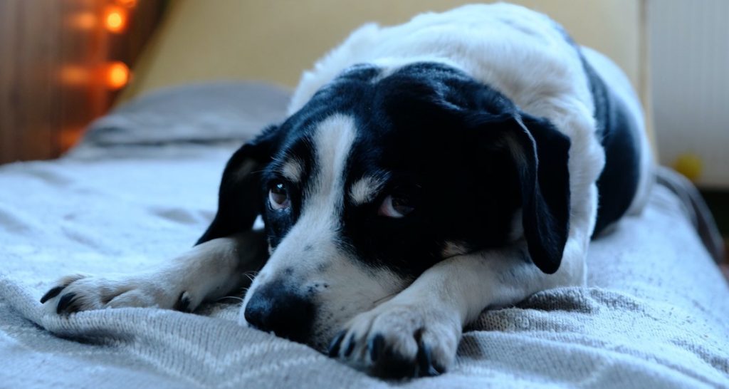 A sad dog is laying on top of a bed