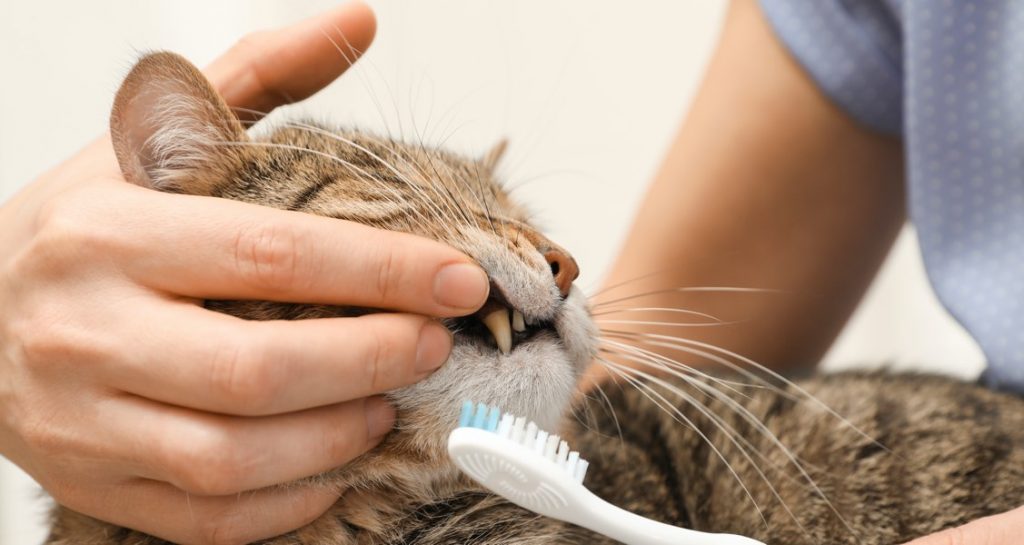 A cat's lip is being pulled open to have their teeth brushed