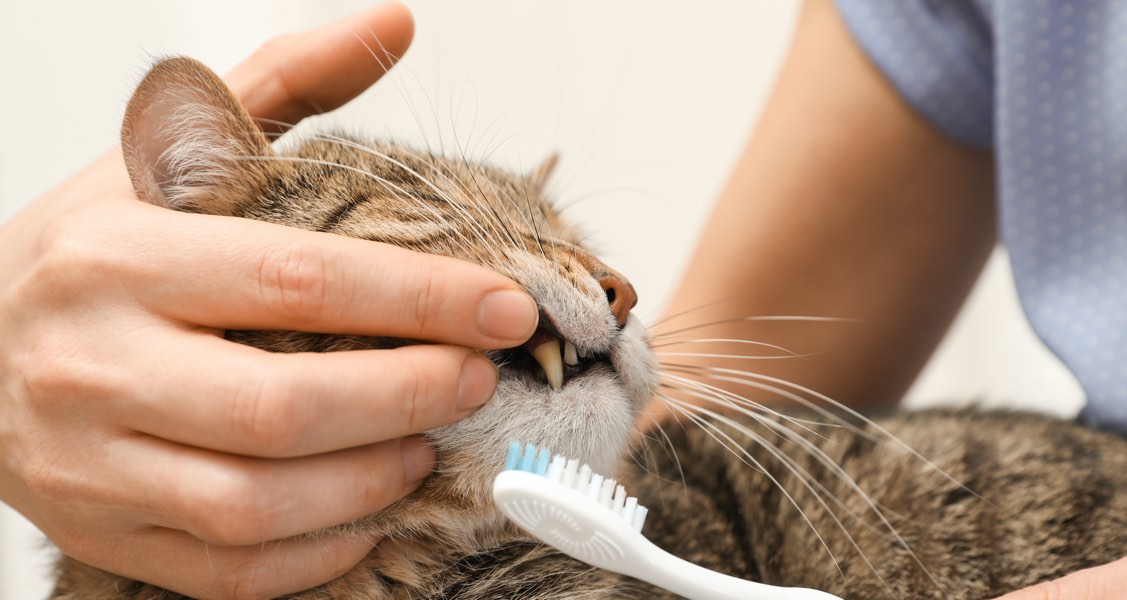 How often do dogs and cats need to have their teeth brushed?