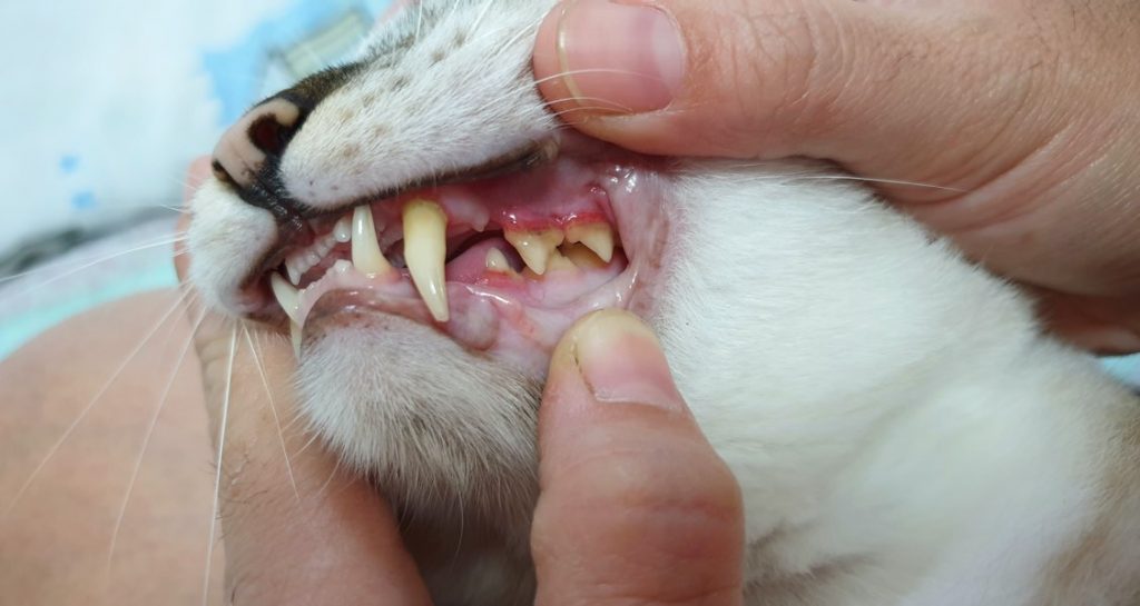 A cat is having its lips pulled open showing signs of gingivitis