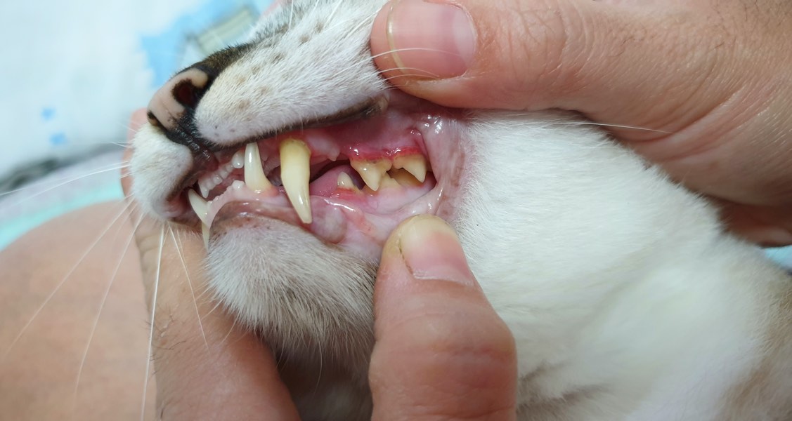 Can Dogs And Cats Get Gingivitis Healthcare For Pets