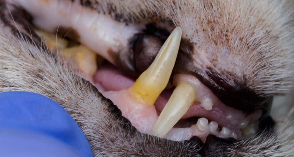 A cat's mouth is open showing receding gums along the teeth