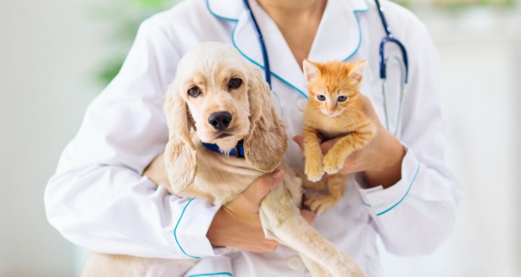 A dog and kitten are being held by a veterinarian