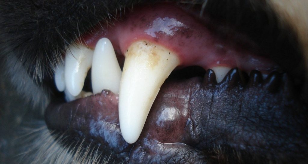 A dog baring its teeth showing its canine tooth
