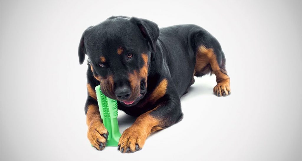 A dog is chewing on a green dog dental chew