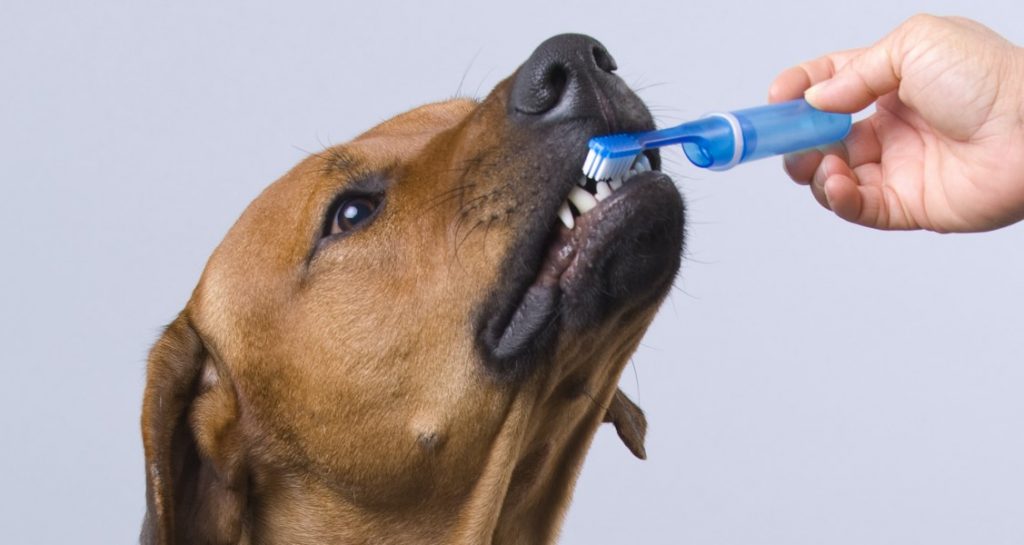 A dog is having their teeth brushed with a blue toothbrush