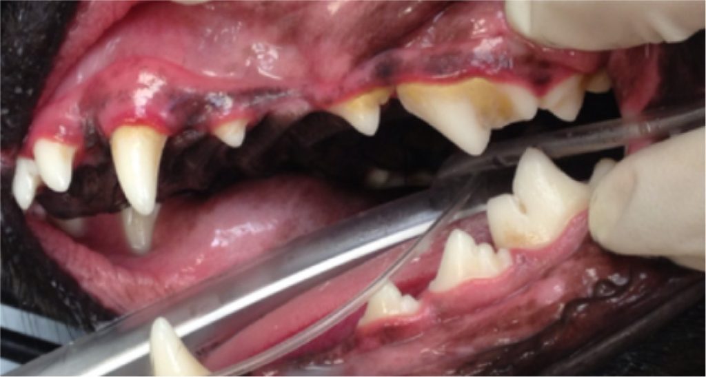 A dog is being intubated with its mouth open showing signs of gum disease