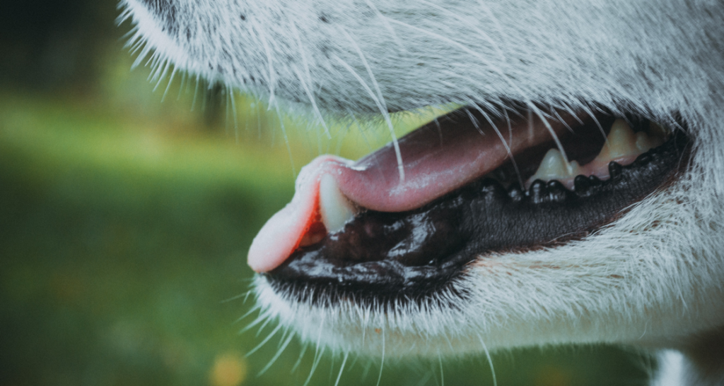 A white dog is outdoors with its mouth open revealing its tongue and teeth