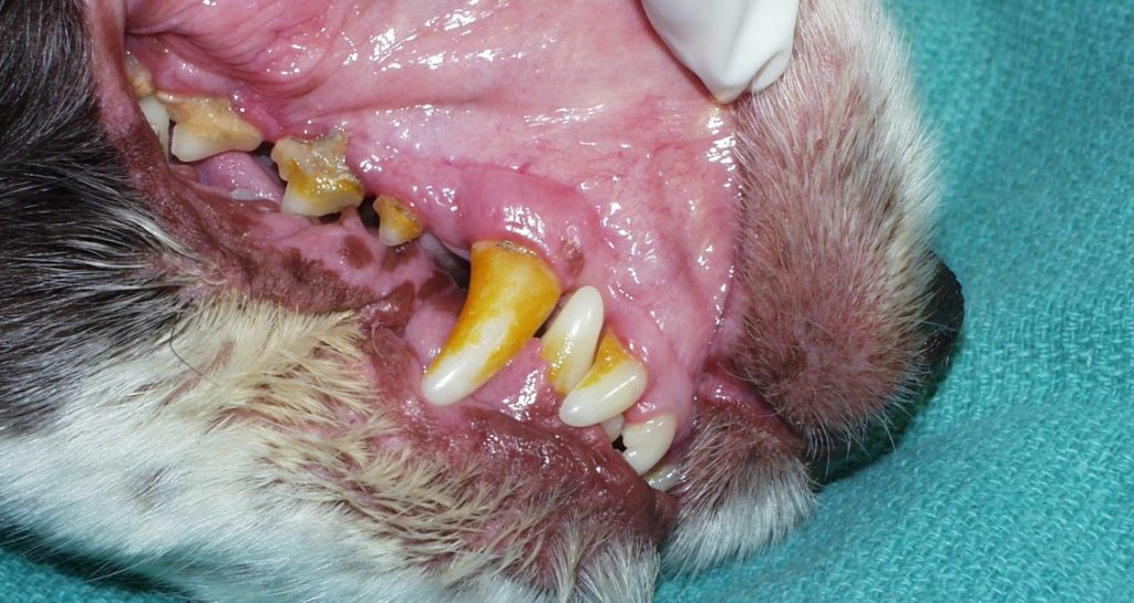 A dog having its lips pulled open showing signs of tartar buildup on the teeth