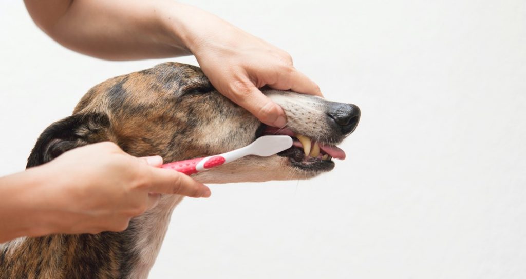 A Greyhound is having their teeth brushed