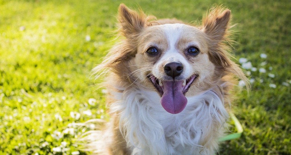 Do small or large breed dogs have more problems with their teeth?