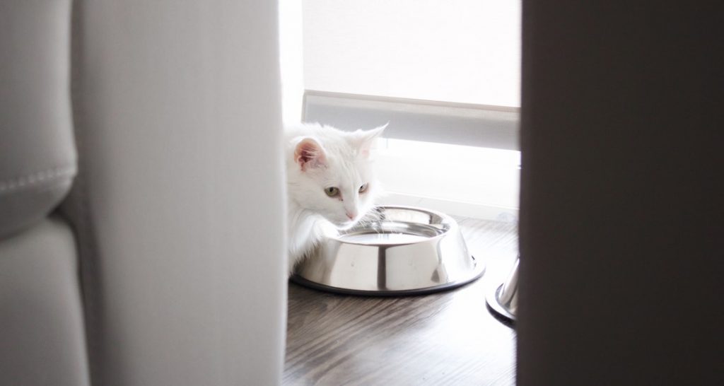 A white cat is leaning over a steel water bowl filled with water