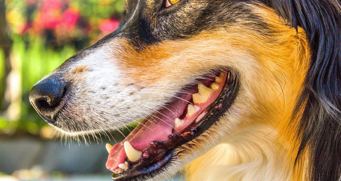 How can I remove tartar or plaque from my dog or cat’s teeth naturally?