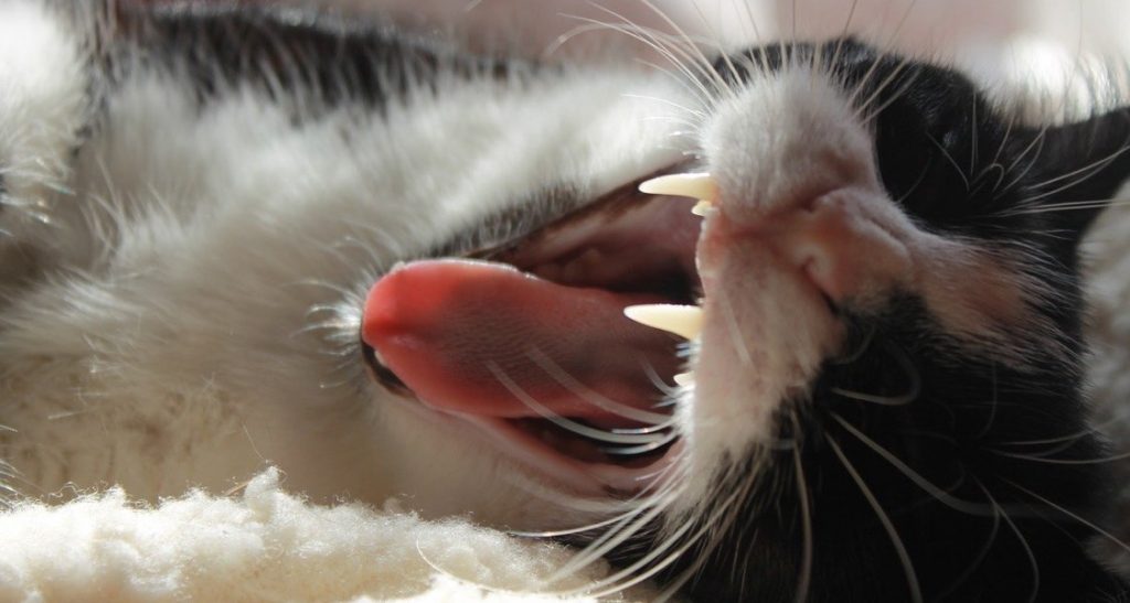 A black and white cat is yawning with its mouth open exposing its tongue and teeth