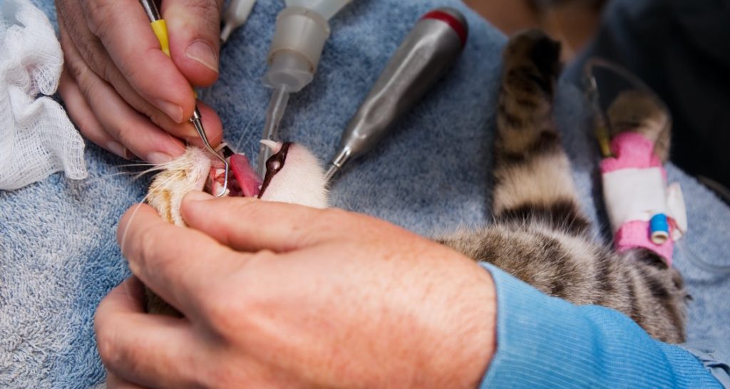 A cat is laying on an exam table and is receiving IV fluids while undergoing a dental cleaning