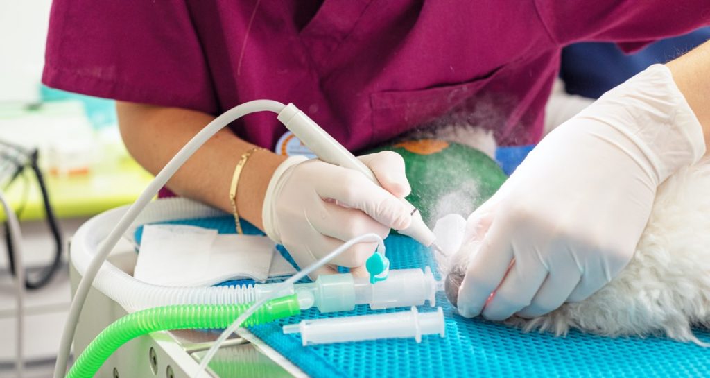 A female veterinarian is performing a teeth cleaning on an anesthetized dog