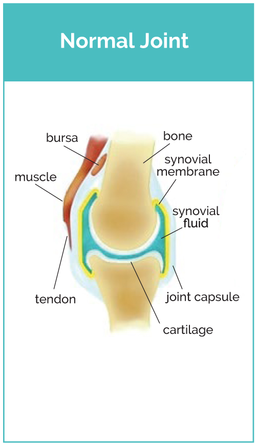 Normal Dog Joint