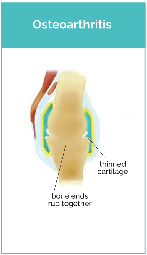 Osteoarthritis Dog Joint