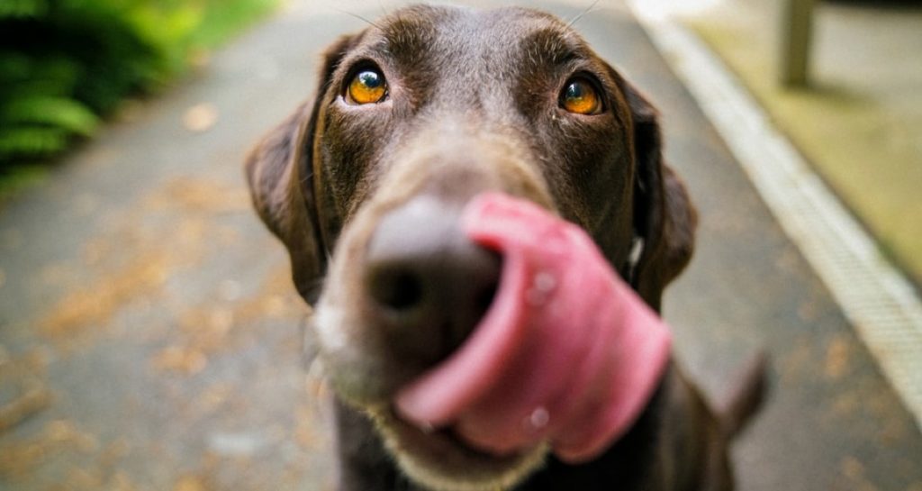 A brown dog is outside with its tongue sticking out