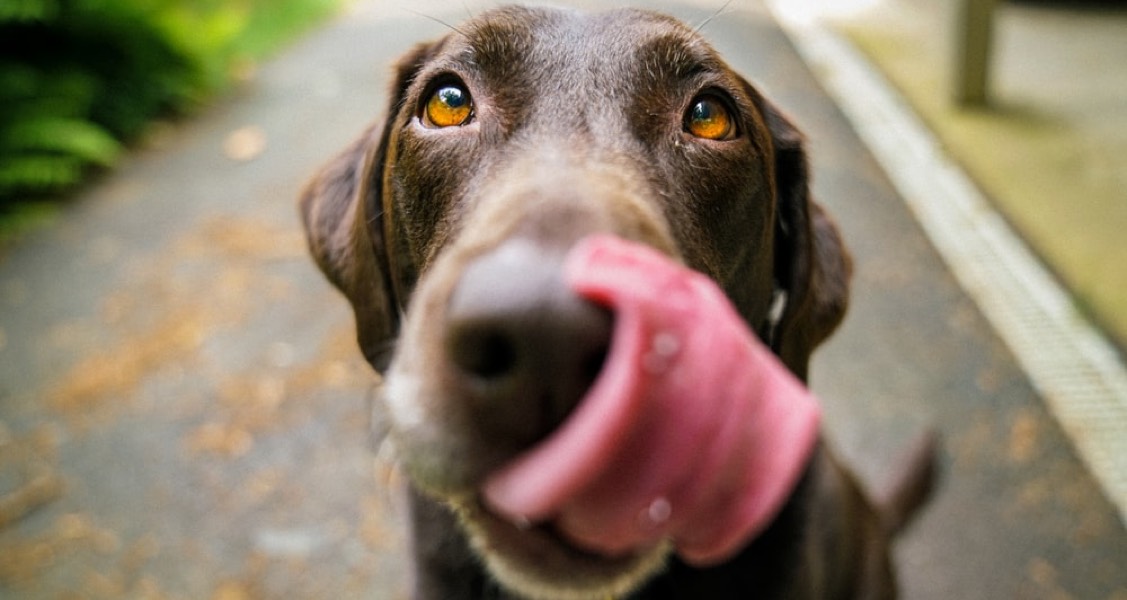 What to Do if Your Dog Eats Chocolate?