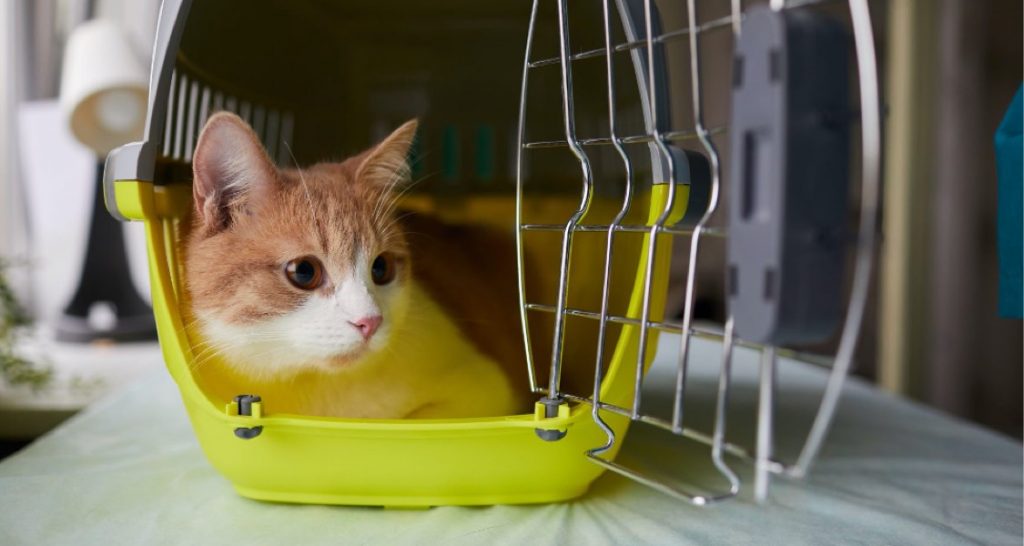 A cat is sitting inside a yellow carrier with the door open
