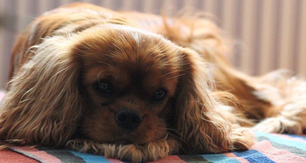 A Cavalier King Charles Spaniel is lying on a multicolored blanket