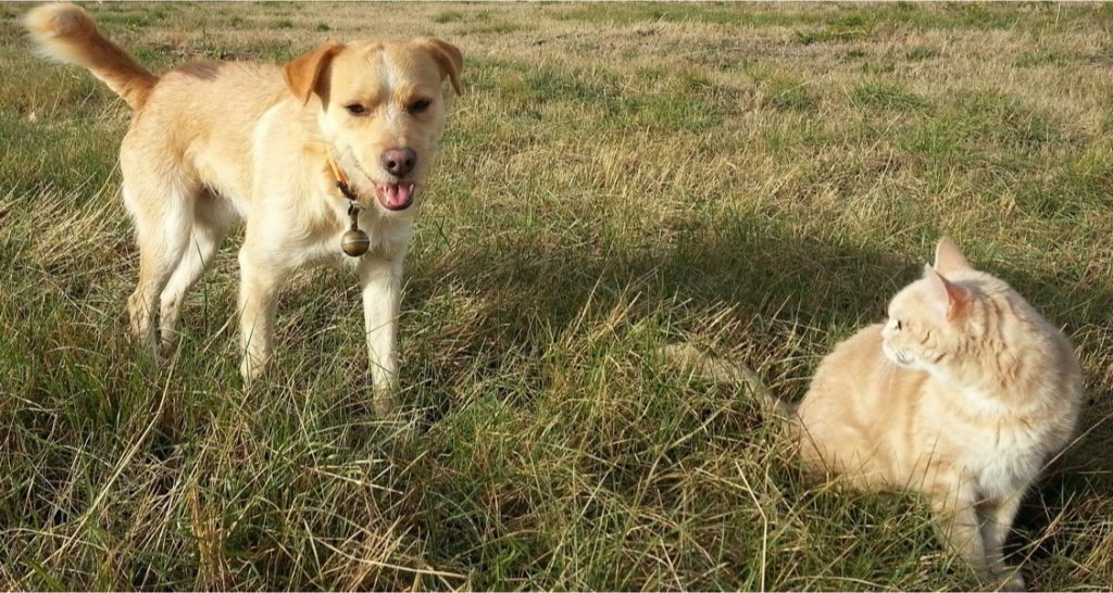 A dog and cat are situated close together in a grass field
