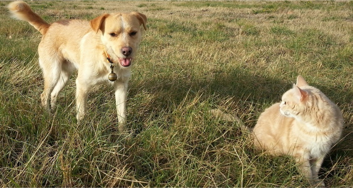 Heart Health: Coenzyme Q10 for Pets Heart Health: Coenzyme Q10 for Pets