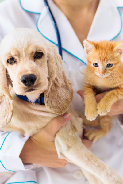 why adopting a pet is better than buying essay