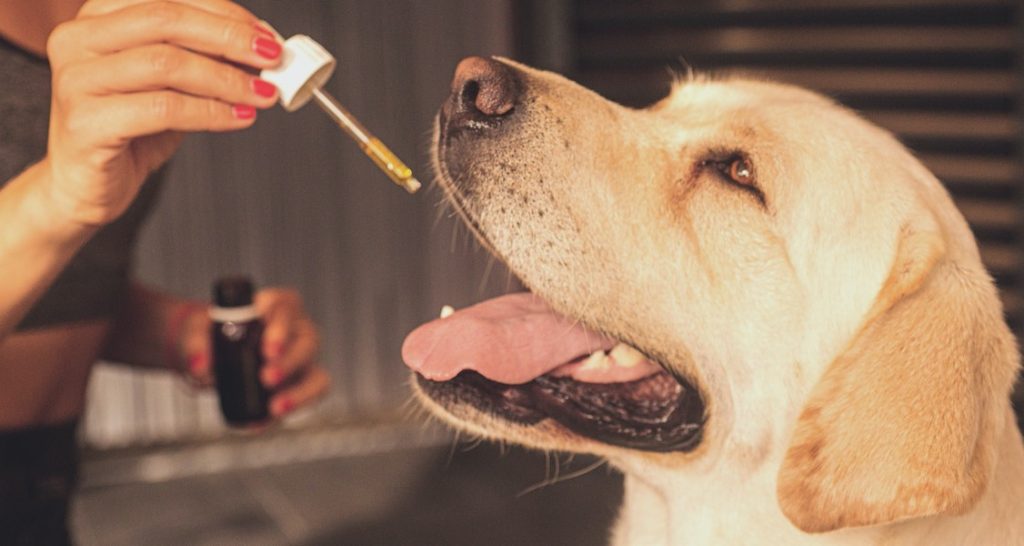 A Yellow Labrador Retriever has its mouth open to receive CBD oil from a dropper