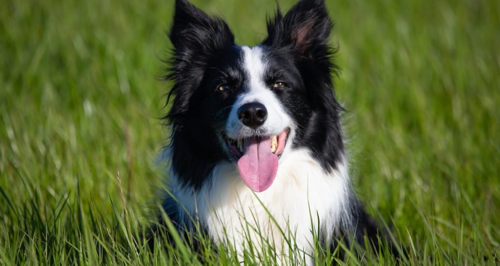 A Border Collie is laying in the grass with its tongue sticking out