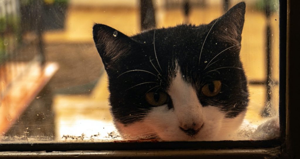 A tuxedo cat looks through a window