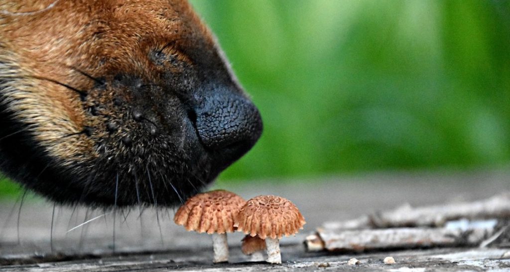 A dog is sniffing a bunch of mushrooms