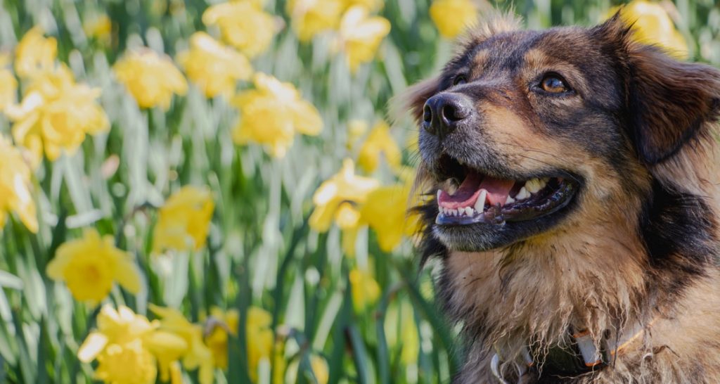 Dog in front of yellow daffodil flowers