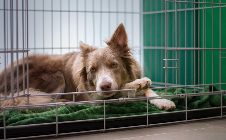 Border collie sitting in her crate