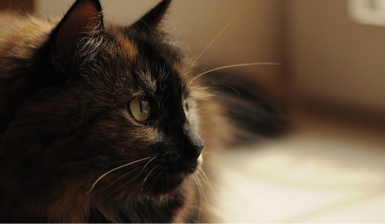 A tricolor cat is looking at something