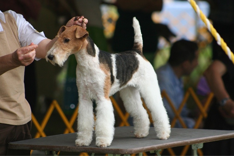 Wirehair Fox Terrier at a dog show