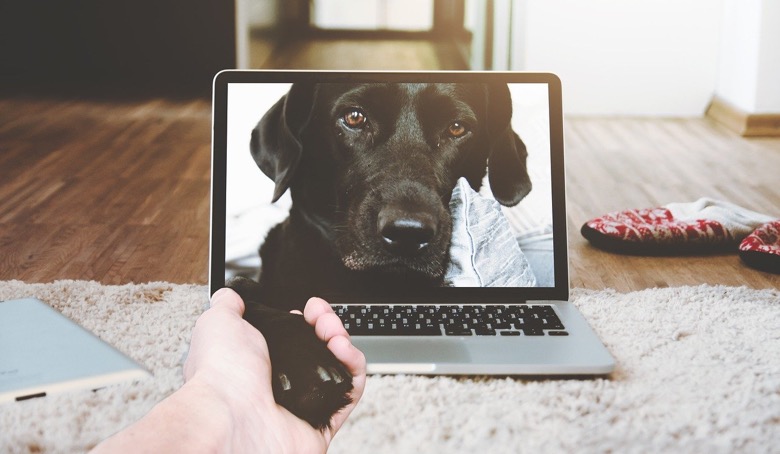 DogPhone could empower ‘pandemic pups’ to stay in touch with their owners DogPhone could empower ‘pandemic pups’ to stay in touch with their owners