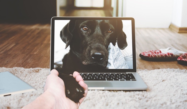 Dog appearing on a laptop screen