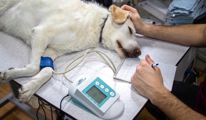 Dog getting their blood pressure taken on an exam table