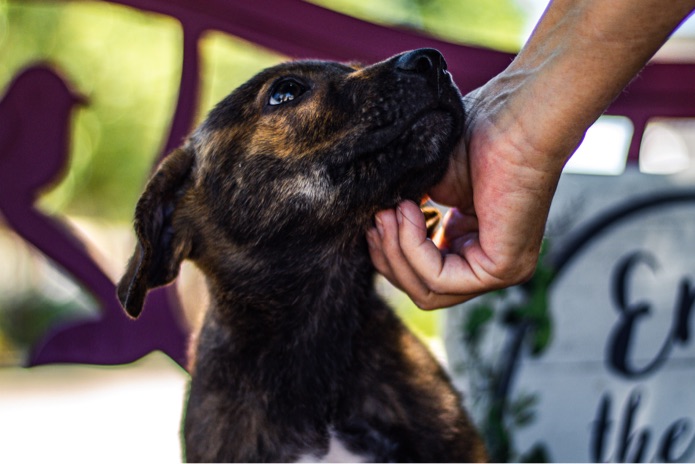 A dog is being scratched under their chin