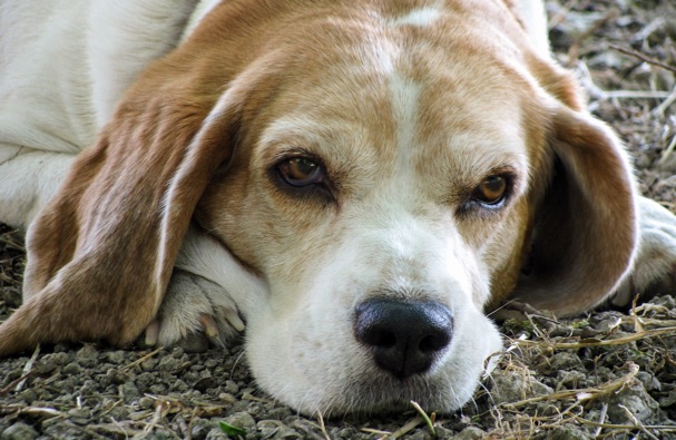 Dog resting on gravel