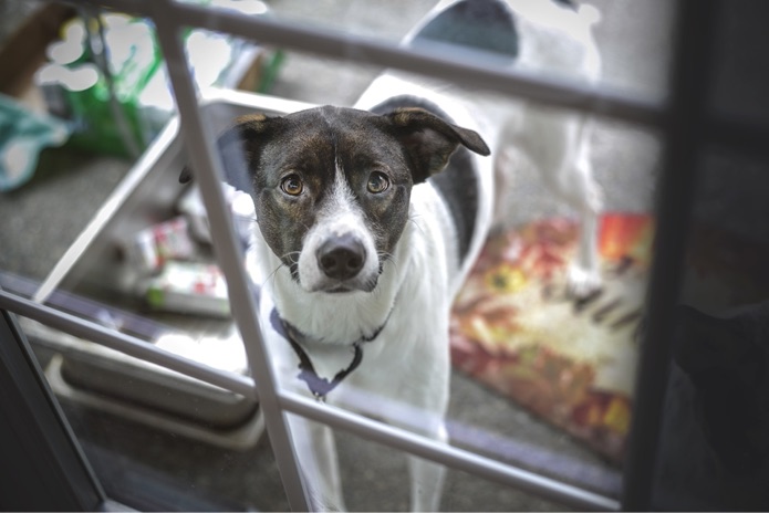 A dog is standing by the door outside