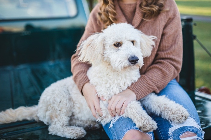 A dog is sitting with a woman in the back of a truck