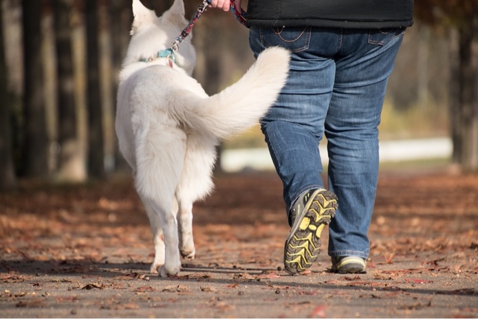 A person is outside walking their dog