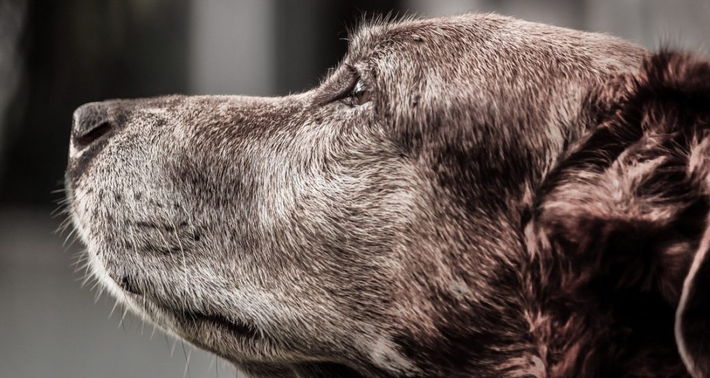 A dog with grey hair looking slightly upwards