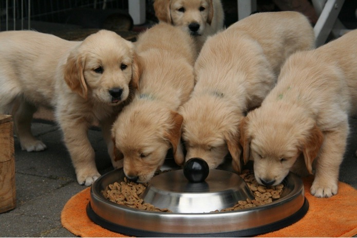 Golden retriever puppies are eating together