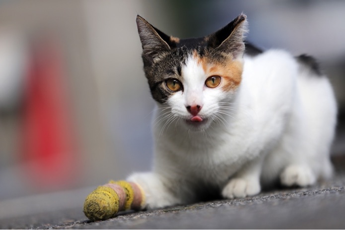 An injured domestic calico cat is crouching down